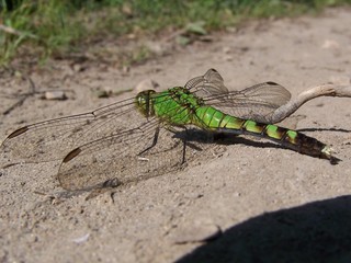 green dragon fly