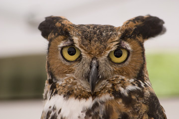 owl