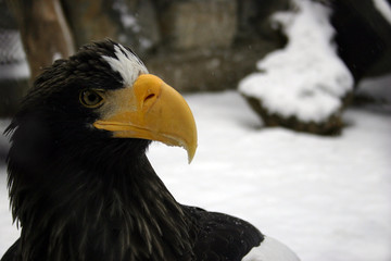 eagle