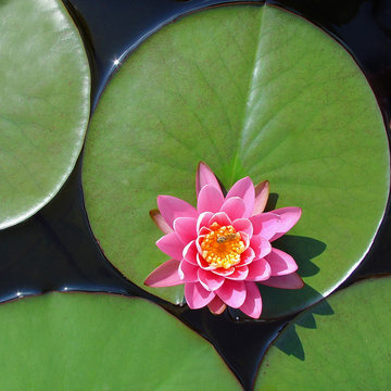 seerose