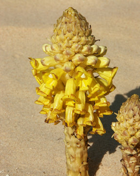 une cistanche dans le sable