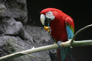 grünflügelara © Martina Berg