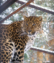 caucasian leopard