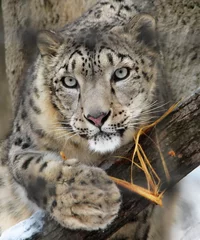 Deurstickers snow leopard © Ruslan Gilmanshin