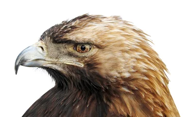 Crédence de cuisine en verre imprimé Aigle eagle