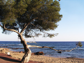 Fototapeta na wymiar tree stooped with age, Cote d'Azur, France