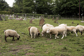 Obraz na płótnie Canvas sheep and graves