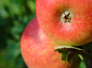 äpfel