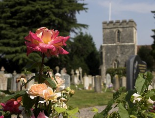 Fototapeta na wymiar rose bushes in a churchyard