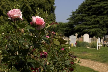 rose bush in a graveyard