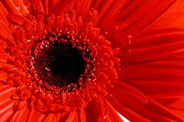 close up gerber daisy