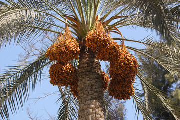 palm at resort
