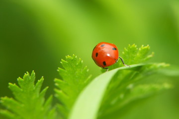 coccinelle