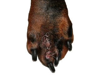 dobermann foot with stiches