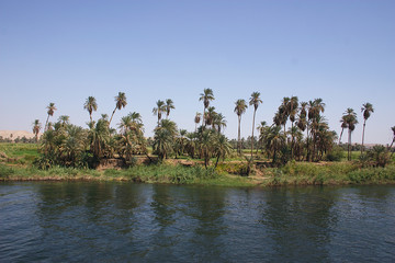 palm at coast of nil