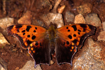 comma butterfly sunning