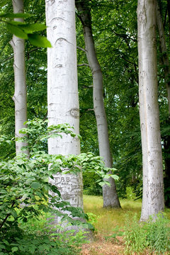 silberwald