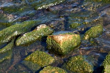 bewachsene steine 01