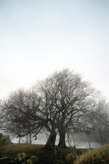foggy tree row