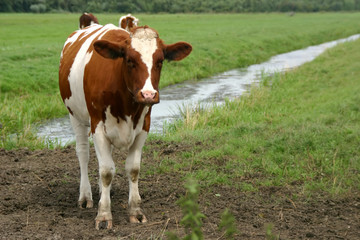 Fototapeta na wymiar curious cow