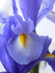 Foto auf Acrylglas Iris Iris
