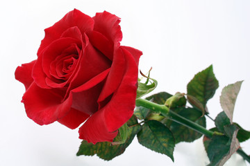 Fototapeta premium rose