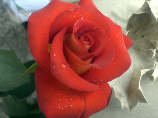 red rose