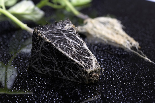 roots0987