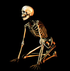 Fototapeta premium bone 37