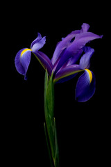 iris sur noir