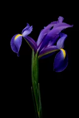 Crédence de cuisine en verre imprimé Iris iris sur noir