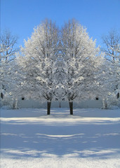 winter trees