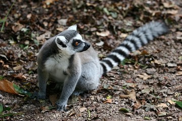 maki catta © jf Lefèvre