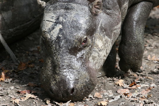 hippopotame nain portrait