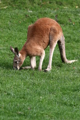 Naklejka na ściany i meble kangourou roux