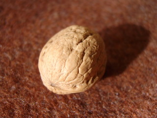 single walnut