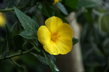 Fototapeta premium yellow flower
