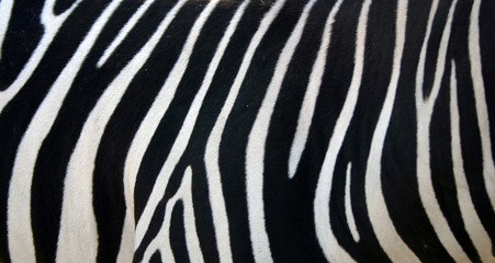 Fototapeta zebra stripes obraz