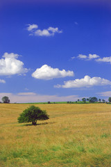 Fototapeta premium l'arbre solitaire 1
