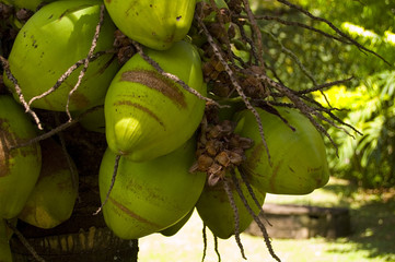 coconut