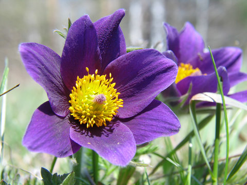 pasque-flowers