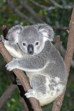 koalatree