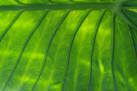 feuille de bananier