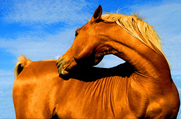 cheval 1