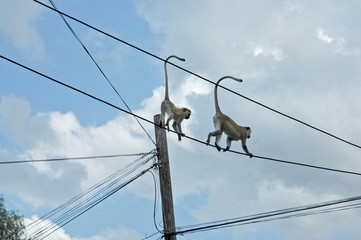 monkeys on the high wire
