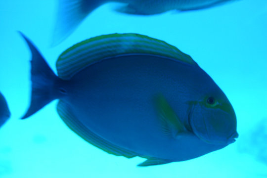 vie sous-marine