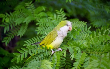 quaker parrot in a mimosa tree
