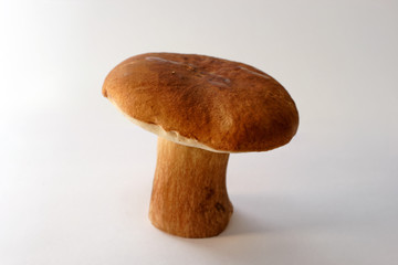 wild mushroom