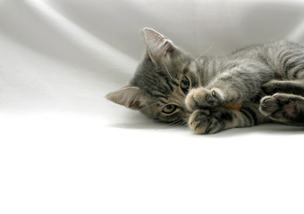 playful kitten