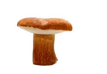 wild mushroom over white